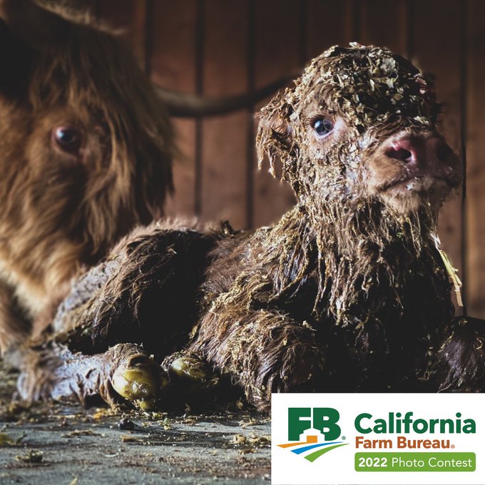 CAFarmBureau's tweet photo. 🚨Only 11 more days to enter the CAFB Photo Contest🚨
The deadline to enter the 2022 California Farm Bureau Photo Contest and the chance to WIN $1000 is September 30th. Entry is 100% free of charge for all Farm Bureau members. We can't wait to see what you have to share! https://t.co/ZYLM5xLcxI