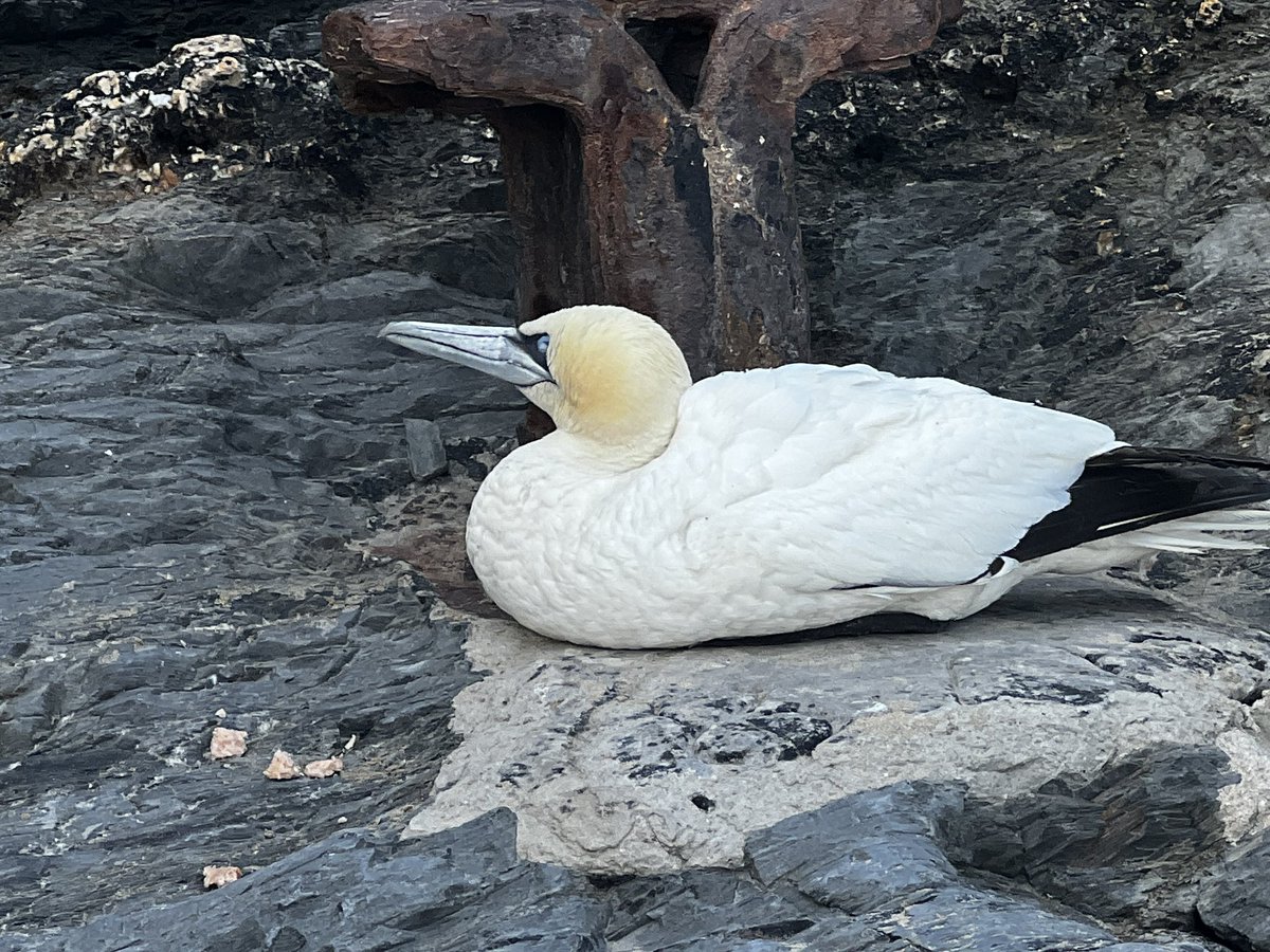 cornishinc's tweet photo. .@NewquayZoo @RSPBEngland @CornwallLive Can anyone help? Just walked along #newquay harbour and there is a gannet which hasn’t move other than hobbling around https://t.co/Zzhgltcmxf