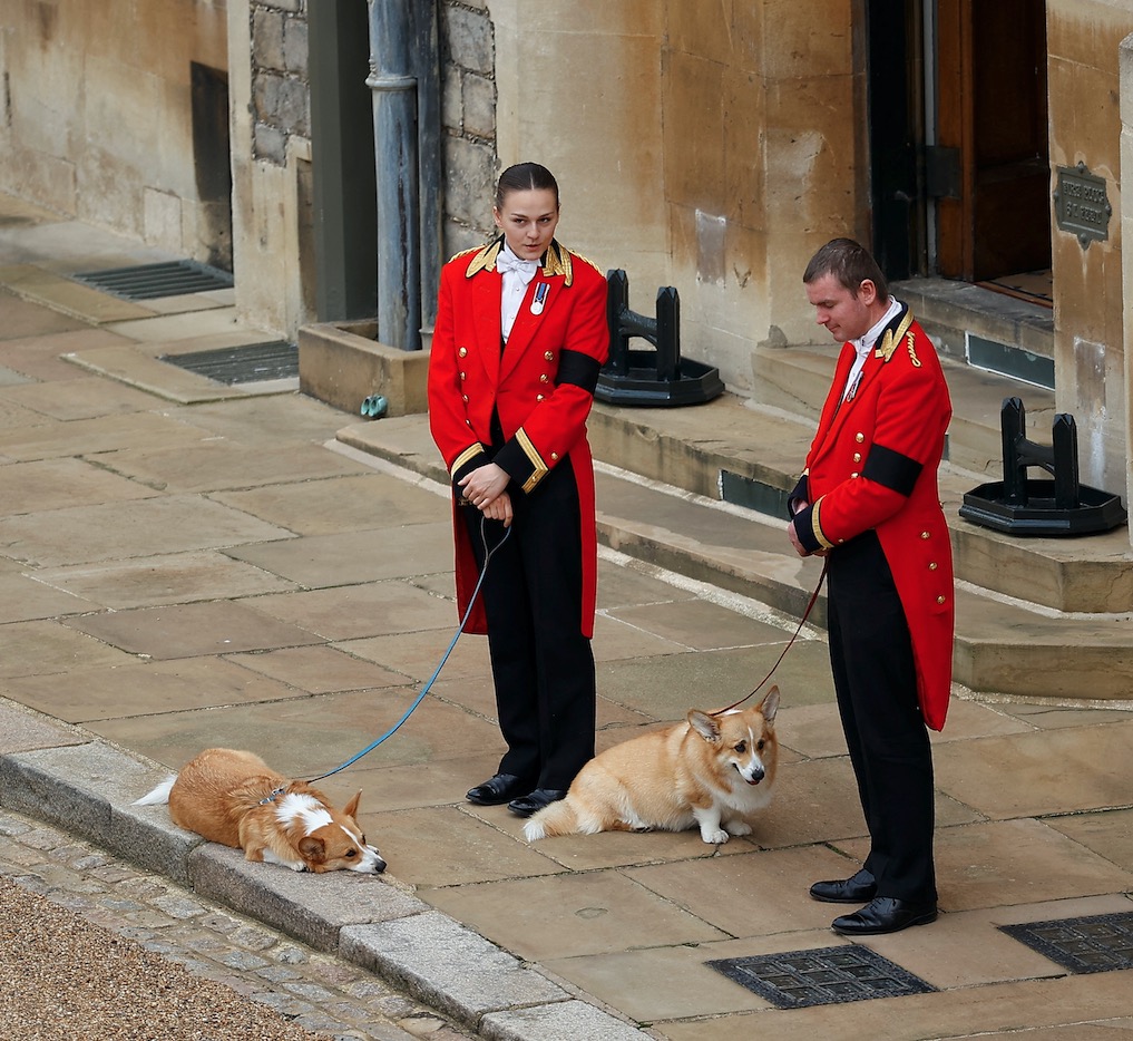 DelMody's tweet photo. Her Majesty's beloved corgis, Muick and Sandy, await the cortege on the day of the state funeral and burial of Queen Elizabeth, at Windsor Castle in Windsor 💔 @Reuters #queensfuneral https://t.co/HqewojrzjC