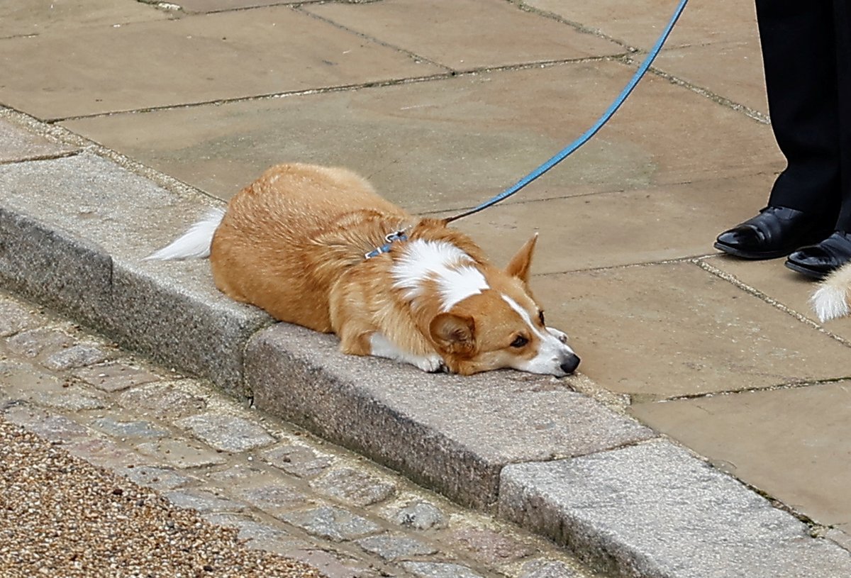 The royal corgis await the cortege on the day of the state funeral and burial of Britain's Queen Elizabeth, at Windsor Castle in Windsor

Pic Reuters