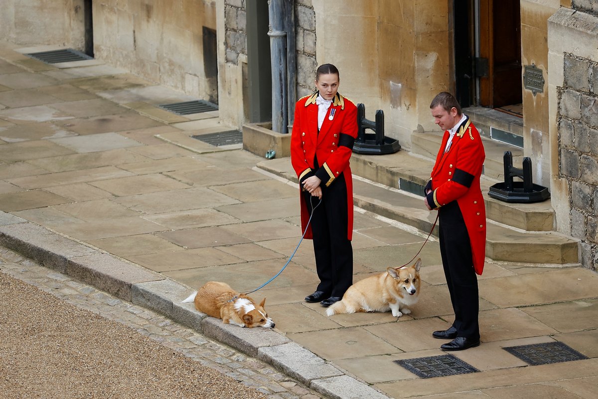 elliotwagland's tweet photo. The royal corgis await the cortege on the day of the state funeral and burial of Britain's Queen Elizabeth, at Windsor Castle in Windsor

Pic Reuters https://t.co/7emYdnB5l4