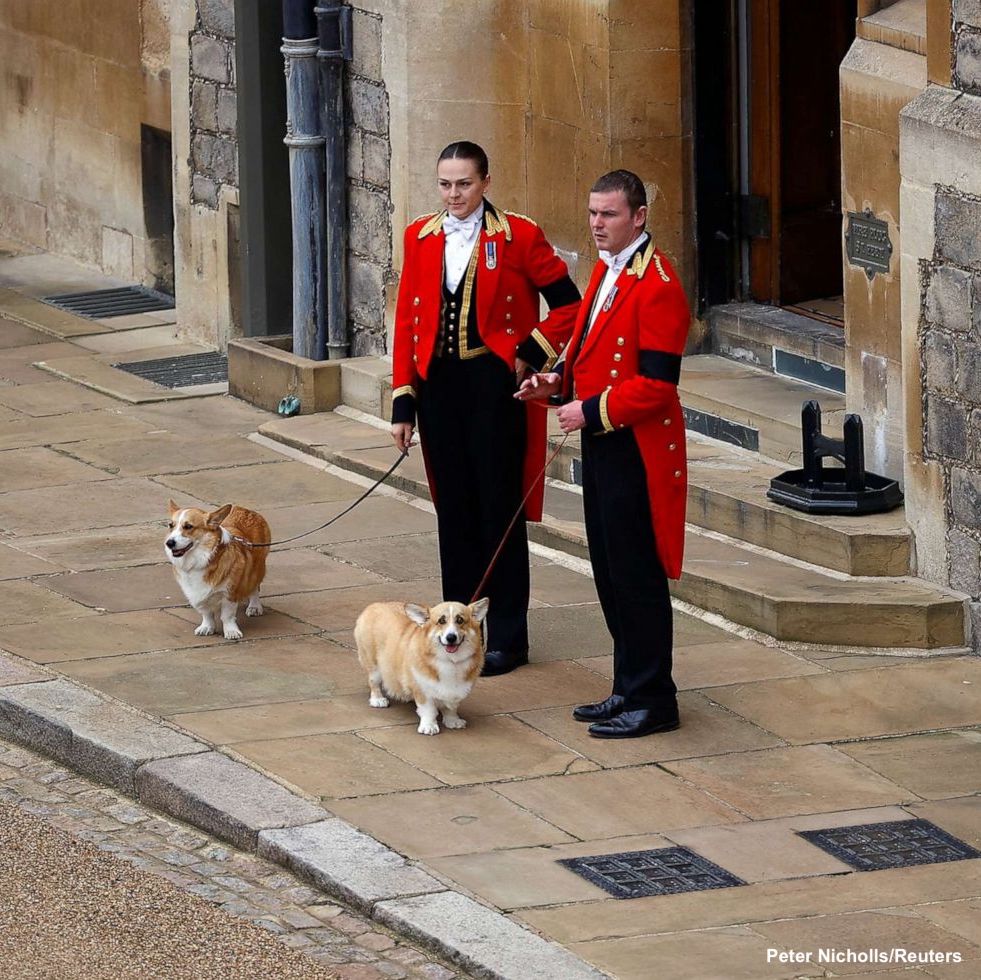 The royal corgis await as the procession carrying Queen Elizabeth II's casket makes its way toward Windsor. abcn.ws/3f0FxLL