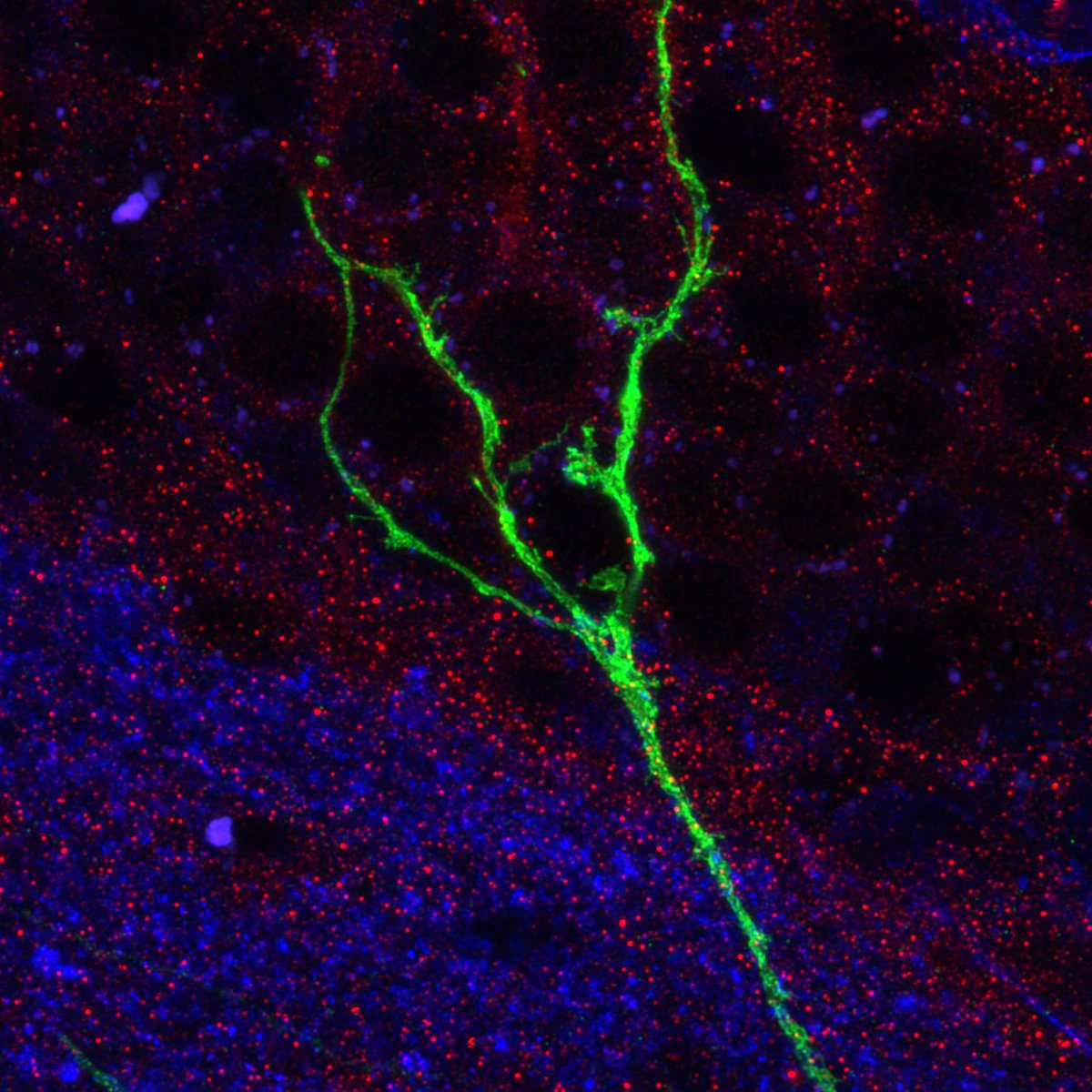 My first first authorship in neuroscience is out at <a href="/Dev_journal/">Development</a>  journals.biologists.com/dev/article-ab…

Tweeprint below 👇