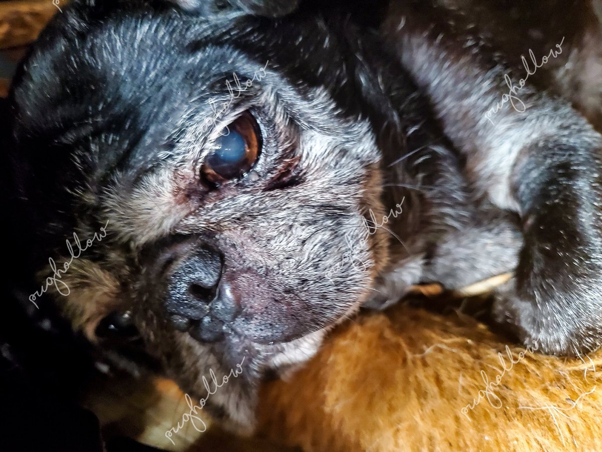 PugHollow's tweet photo. Bubba is not on board with this Monday thing. #MondayMuttness #MondayMood #AllWeekendAllTheTime #BubbaPug https://t.co/TZiP5n5e7w