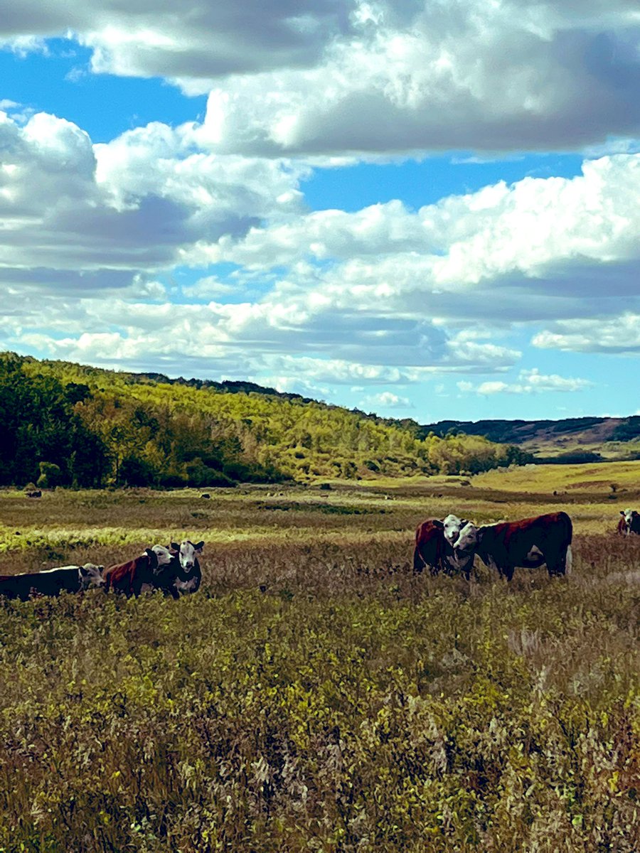 biggullyfarm's tweet photo. Transitioned bull, heifer and steer pairs into the gully after vaccinations for a few weeks before weighing, booster vaccines and weaning. @biggullyfarm @CAN_Hereford #HEREFORD https://t.co/aRCIVi0Dcp