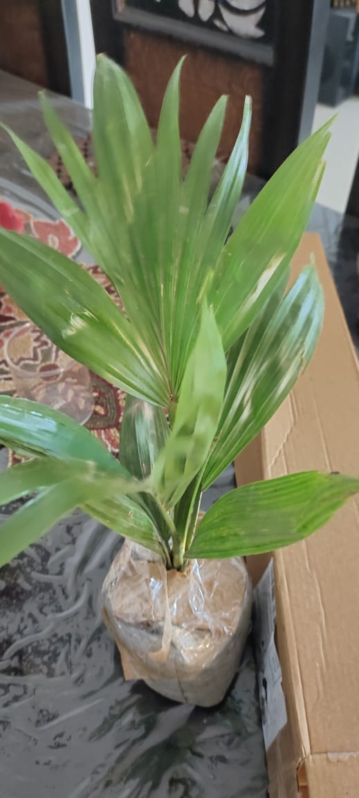 waseru23's tweet image. @AmitAgarwal hey Amit, see how your team is doing, received wrong item and now been 1 hour waste with your cc team, no resolution at all, worst experience and never gonna come now on @amazonIN @amazon see pics as got wrong plant, no one helping from cc team #amazonworst