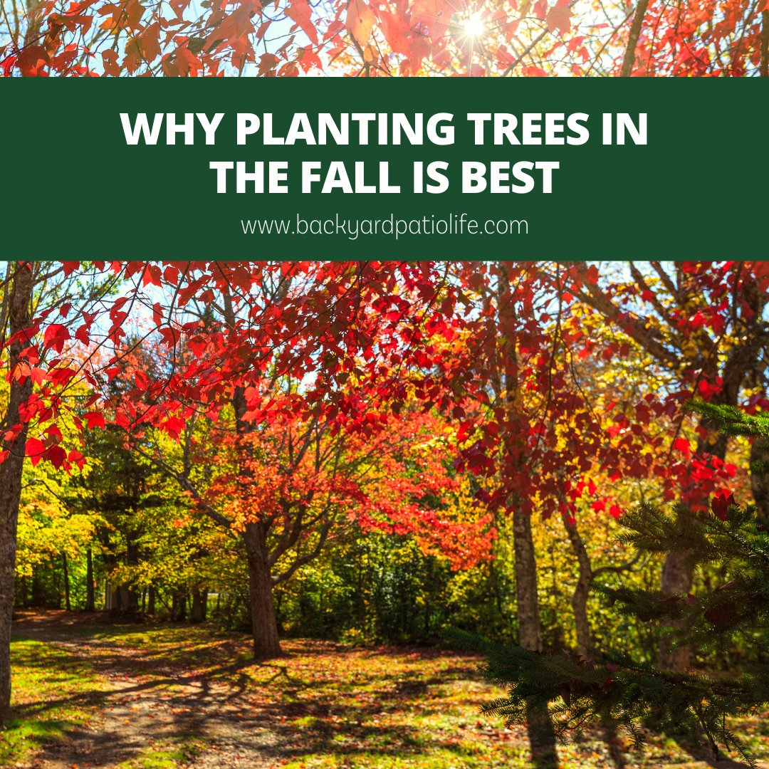 HouseplantJoy's tweet photo. Here’s why planting trees in the fall is best – and how you can do it! 🍁
Check out this blog by Backyard Patio Life! https://t.co/oXPNbZBkCr
#backyardliving #backgarden #outdoorliving #backyardoasis #gardenideas #fallideas #autumntrees #lovemygarden #fall #autumn https://t.co/cIwJaGtNyo
