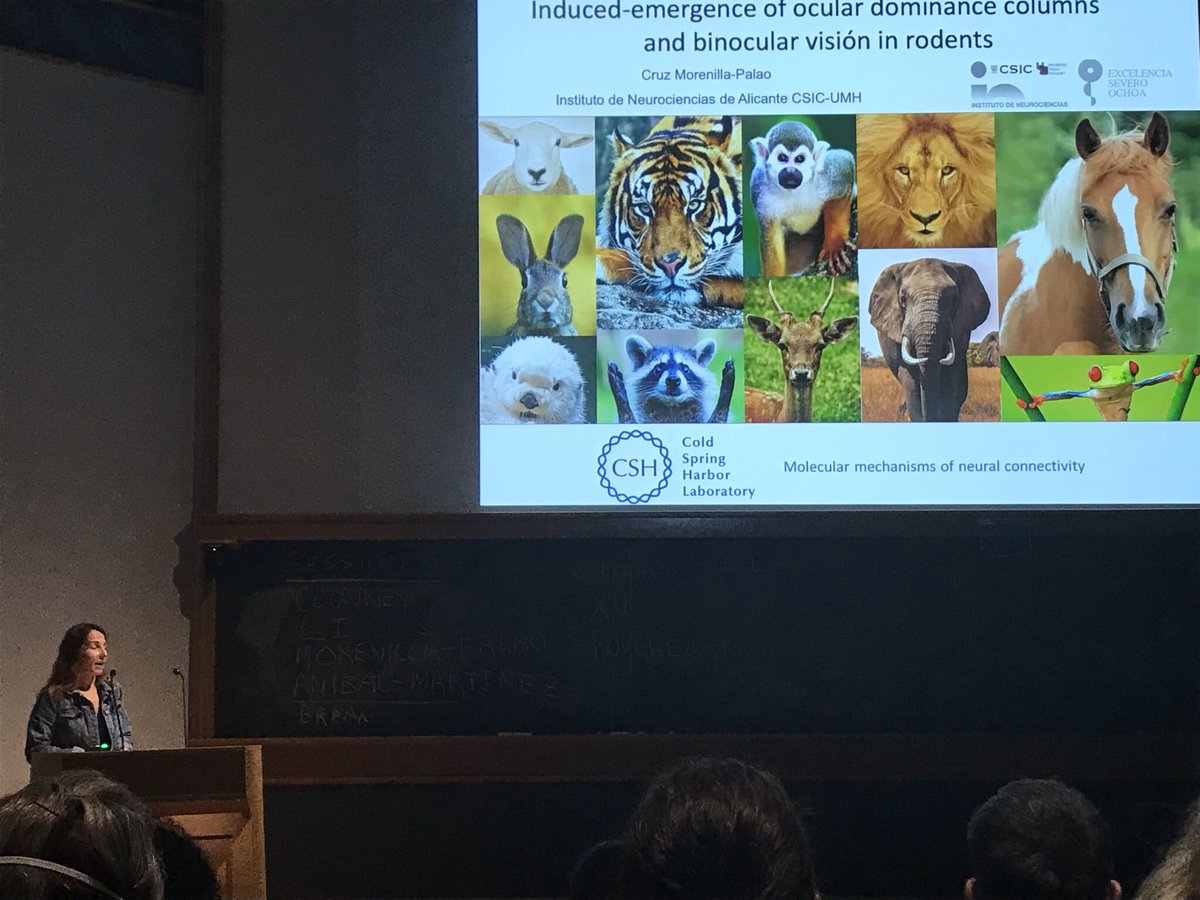 LabEHerrera's tweet photo. Cruz presenting her beautiful work at the #cshlneurocon #csh @cshlmeetings. Congrats Cruz! https://t.co/2meILi2qQv