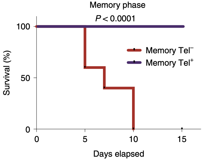 MichaelLDustin's tweet photo. T cells that received telomeres from antigen presenting cells provide durable protection from infection.  Congratulations @lanna_alessio !
https://t.co/mj69nXZSF0 https://t.co/HGxQTM4dwt