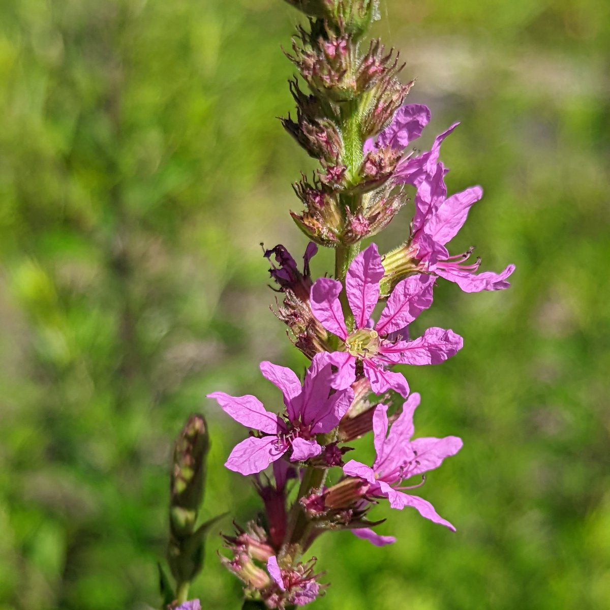 actbio_art's tweet photo. @TheSneakyLens #flowers #photography #tylerstatepark https://t.co/RIVSWNtLoK