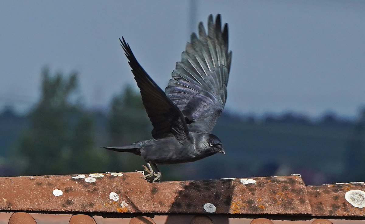Nur_mal_so1's tweet photo. Selten auf Nachbars Dach - Dohlen 😍
Diese wunderschönen blauen Augen sind einzigartig bei den Rabenvögel... 
#VogelaufdemDach https://t.co/J84xrxJoc2