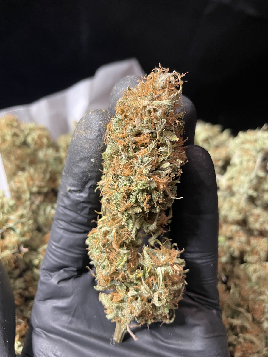 CDXXbudz's tweet photo. Before & After . She was my very first grow.
#BlueDreamAuto
#Mmemberville
#CannabisCommunity
#420community
#ilgm https://t.co/a2VJoge8Un
