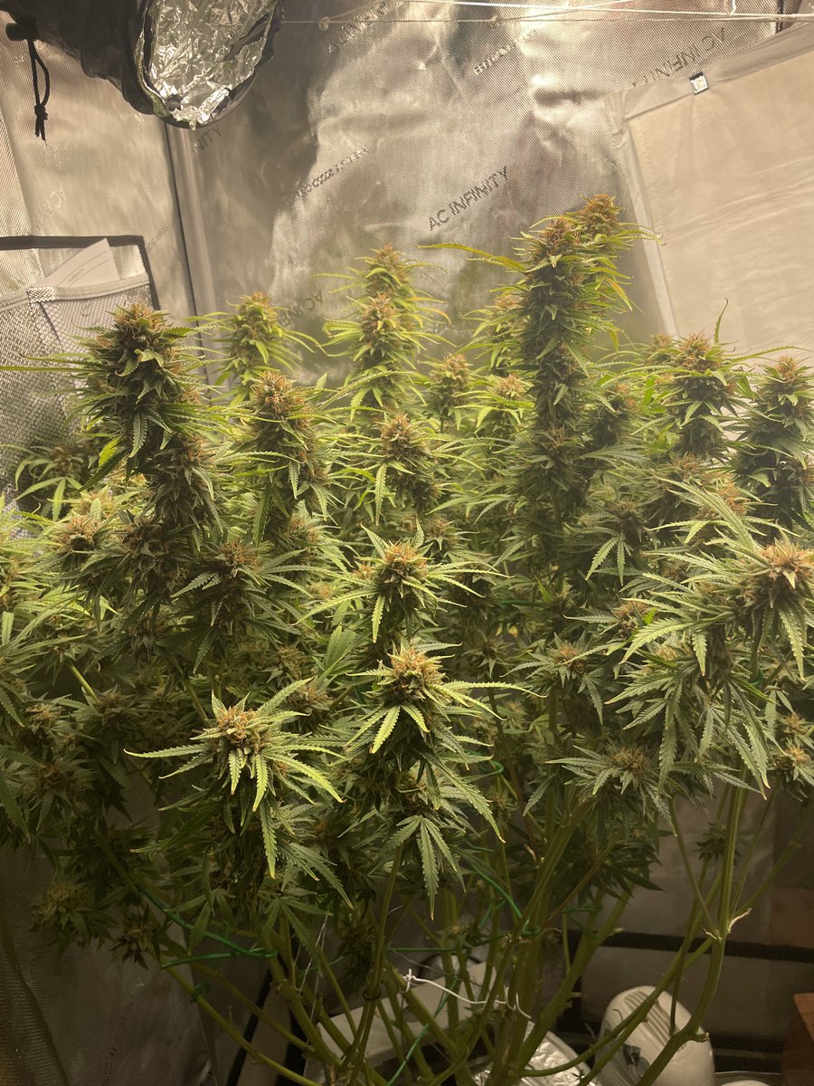 CDXXbudz's tweet photo. Before & After . She was my very first grow.
#BlueDreamAuto
#Mmemberville
#CannabisCommunity
#420community
#ilgm https://t.co/a2VJoge8Un