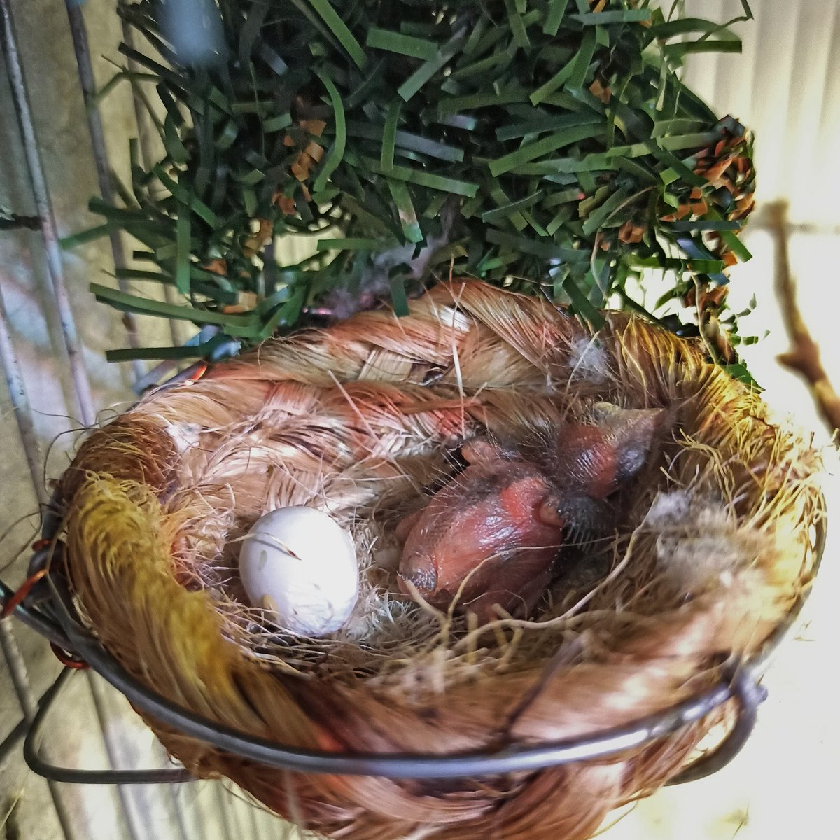 zoomiami's tweet photo. Over the years, ZooMiami has been a pivotal partner in the formation and equipping of the Red Siskin Conservation Center. We also provide support to maintain staffing at the Center and provide stability to the operations. Learn more here: https://t.co/7jwFuxKBkK https://t.co/2tw26VbYRt