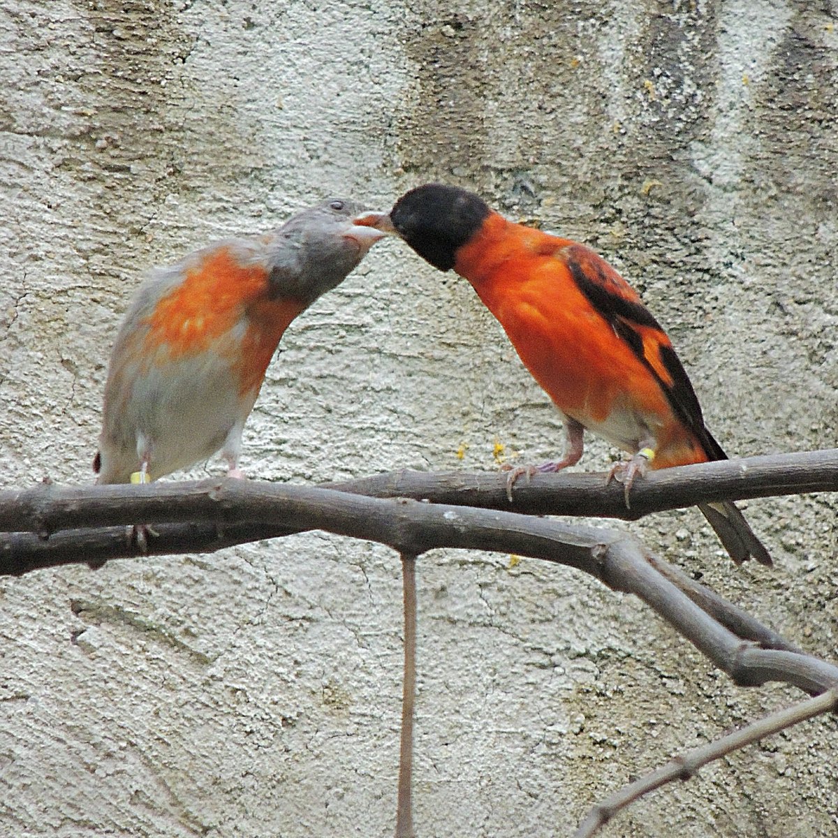 zoomiami's tweet photo. Over the years, ZooMiami has been a pivotal partner in the formation and equipping of the Red Siskin Conservation Center. We also provide support to maintain staffing at the Center and provide stability to the operations. Learn more here: https://t.co/7jwFuxKBkK https://t.co/2tw26VbYRt