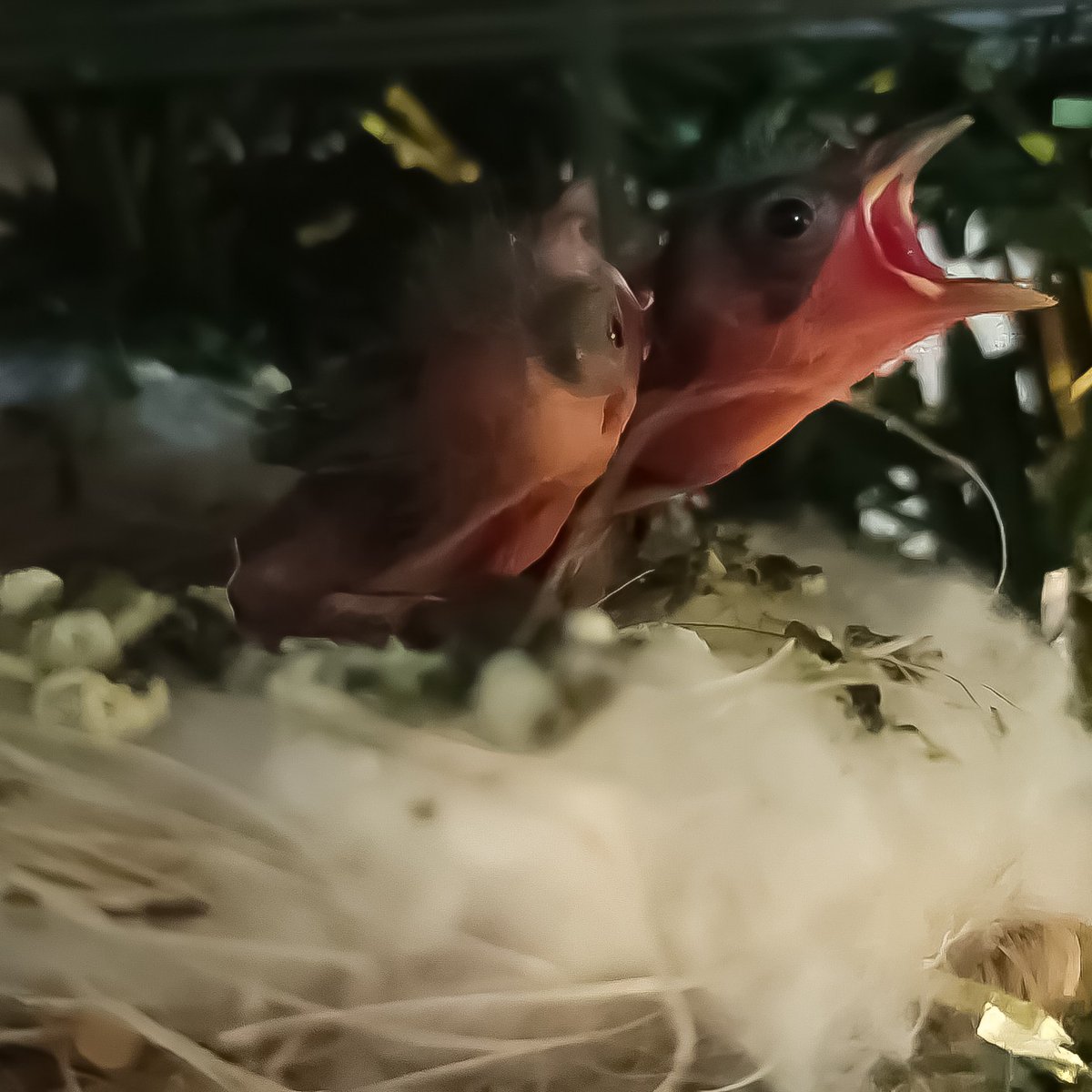 zoomiami's tweet photo. Over the years, ZooMiami has been a pivotal partner in the formation and equipping of the Red Siskin Conservation Center. We also provide support to maintain staffing at the Center and provide stability to the operations. Learn more here: https://t.co/7jwFuxKBkK https://t.co/2tw26VbYRt