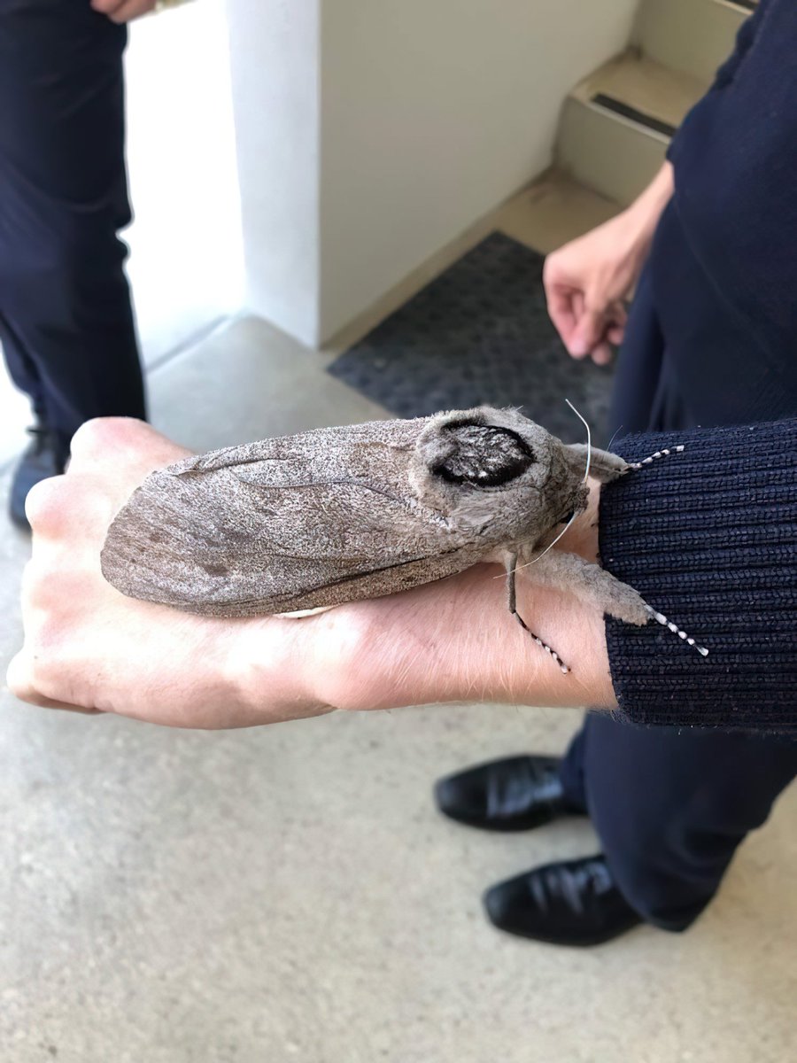 FabulousWeird's tweet photo. The giant wood moth is one of the largest moth species in the world. According to the Australian Museum, adult females are about twice as large as males, can weigh up to 30 grams, and have a wingspan of up to 25 centimeters. They live in the forests of Australia and New Zealand https://t.co/edGjMCH5ax