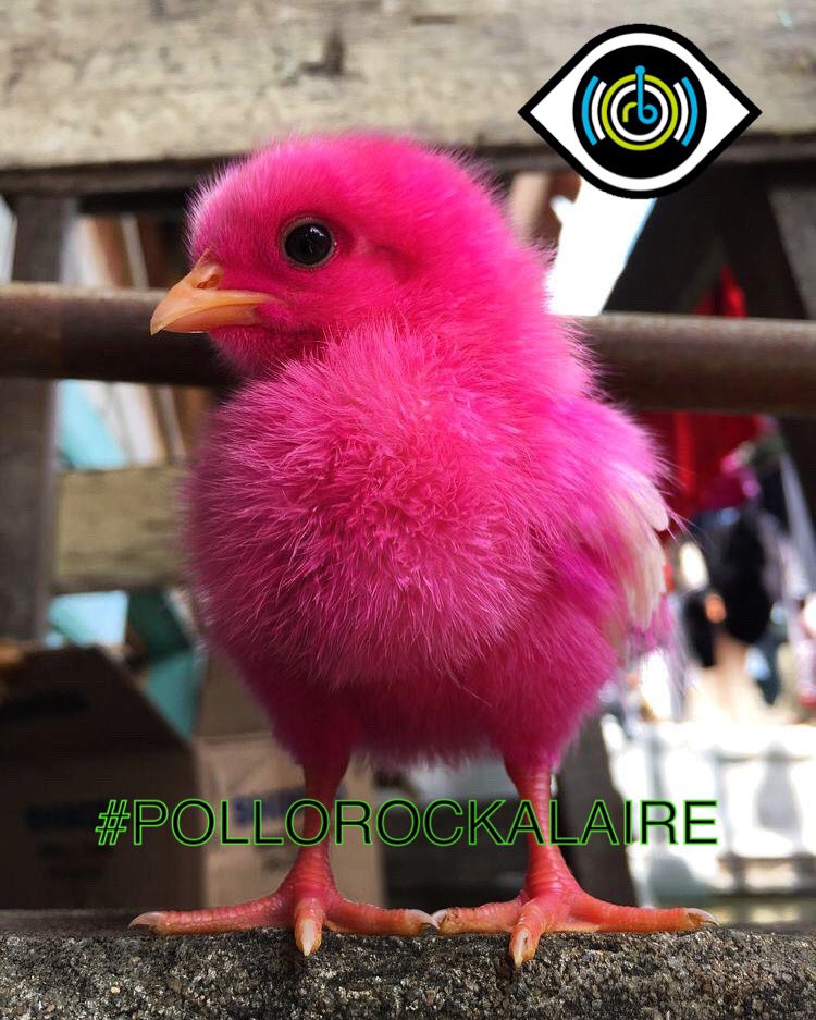 pollorockmusica's tweet photo. #LunesDeCafecito Adulterado ☕️🐥🎶 arriba arriba a recargar pila con #pollorockalaire por su 🍗 con @ruidoblancofm @iHeartRadioMx #FelizSemana @nenadragon #pollonews #Musica #chorcha #superandoellunes 🧜♀️ #RuidoInfinit8 https://t.co/F6yoTGHjus