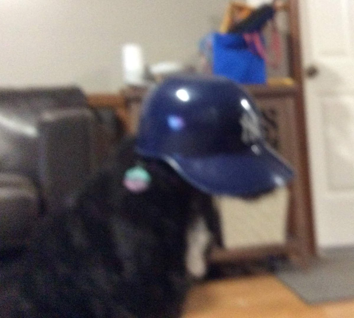 CDBerrios's tweet photo. An example of the photos you receive when your nephew is watching your dog for the first time. https://t.co/U0pNrM8iq5