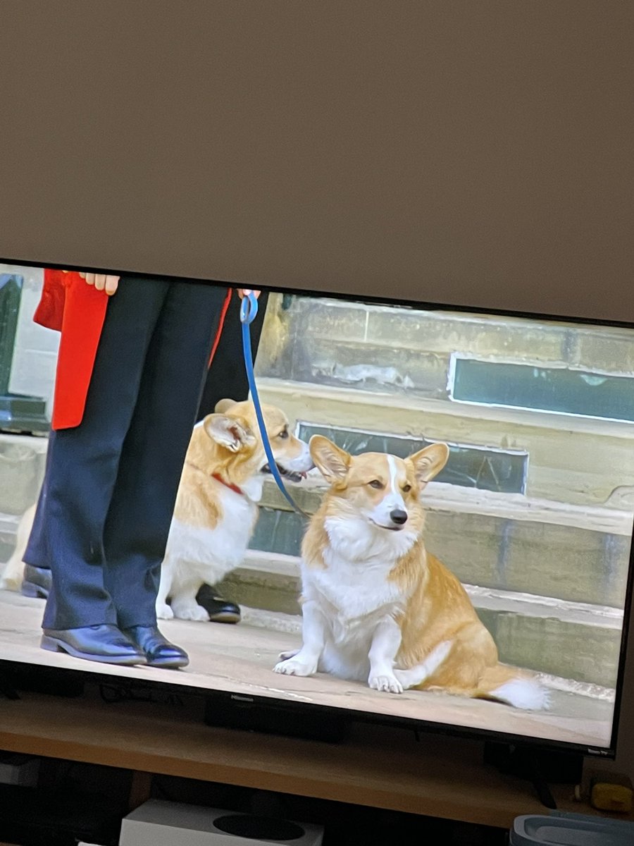 amywalsh23's tweet photo. #queensfuneral how sweet the Queens corgi’s ❤️ https://t.co/762gdzxw9D