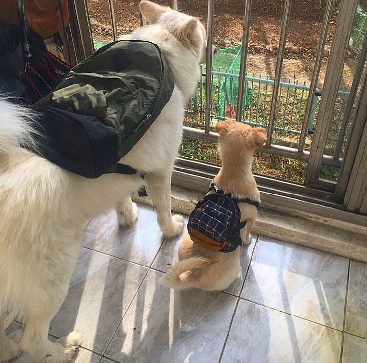 김태영 입양한 지 얼마 안되었을 때 다이소에서 개가방 사줬는데 눈송이가 꽤 부러워하는 눈치라 내 가방 빌려줌