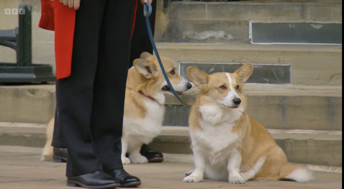 The Queen’s corgis,
Muick and Sandy, watching on the procession at Windsor Castle. #QueenElizabethII