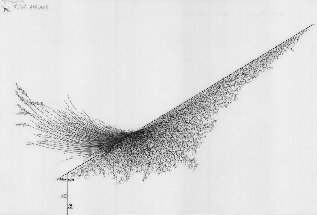 some people use psychedelics to 'expand their experience' or 'find meaning', but I just browse plant root databases
wur.nl/en/newsarticle…
