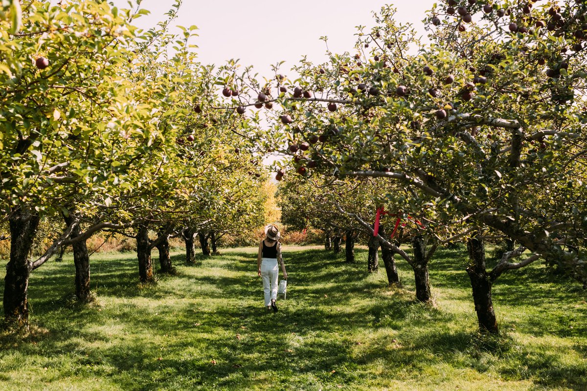 VermontTourism's tweet photo. Get to the core of apple season in Vermont with pick-your-own orchards, harvest festivals, and Q+As with Green Mountain apple growers. Get the taste of fall: https://t.co/v6JVnwOuvW https://t.co/TzwcbZL4kB