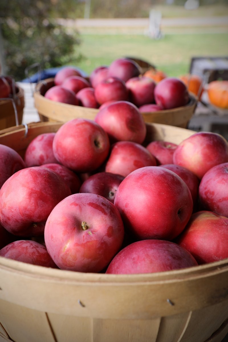VermontTourism's tweet photo. Get to the core of apple season in Vermont with pick-your-own orchards, harvest festivals, and Q+As with Green Mountain apple growers. Get the taste of fall: https://t.co/v6JVnwOuvW https://t.co/TzwcbZL4kB