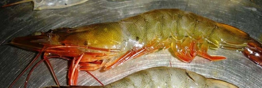 SERCinvasions's tweet photo. #InvaderABCs W is for Whiteleg shrimp! Penaeus vannamei is native to the tropical East Pacific from the Gulf of California, Mexico to northern Peru. It is the most widely cultured shrimp in the world and is raised in at least 27 countries. 📷Herman Gunawan https://t.co/Qa4re3uWIh https://t.co/Hu2ksyeBW5