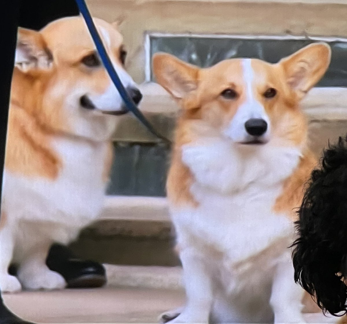 madeflawsome's tweet photo. Ok I’ve not shed all day but seeing the Queen’s corgis on the steps as she passed by & King Charles getting a lump in his throat, almost got me 😢 Ty liked the corgis too ❤️🤍💙 #queensfuneral #DogsOnTwitter #nearlycried https://t.co/LoeNdrkIgU