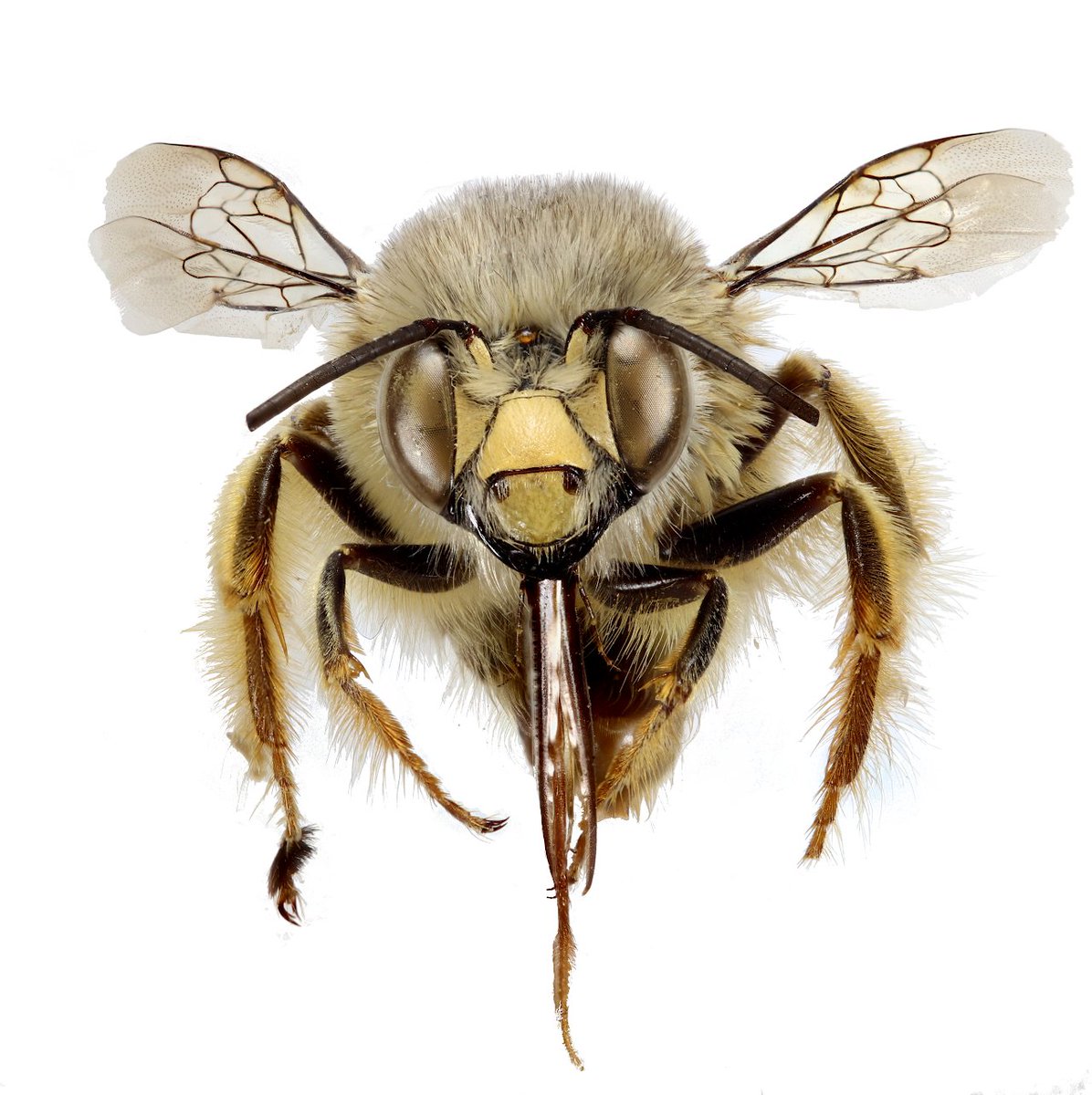 Welcome to BeesCan lab! Stay tuned for news and information about bees and other pollinators of the Canary islands sites.google.com/ull.edu.es/bee…