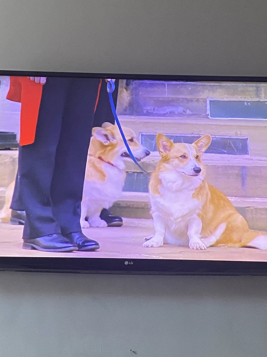 JHartxx's tweet photo. This got me to me alot #muickandsandy #corgi #queensfuneral https://t.co/ZSAvguvMFv