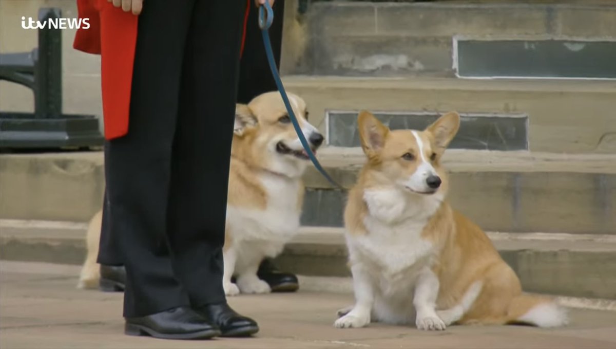 MrJackMcLaren's tweet image. They’ve brought the Queen’s horse, #Emma out, and her Corgi’s, #MuickandSandy, waiting for Her Majesty #QueenElizabeth, to say goodbye. It’s the little things. 😢 #QueensFuneral
