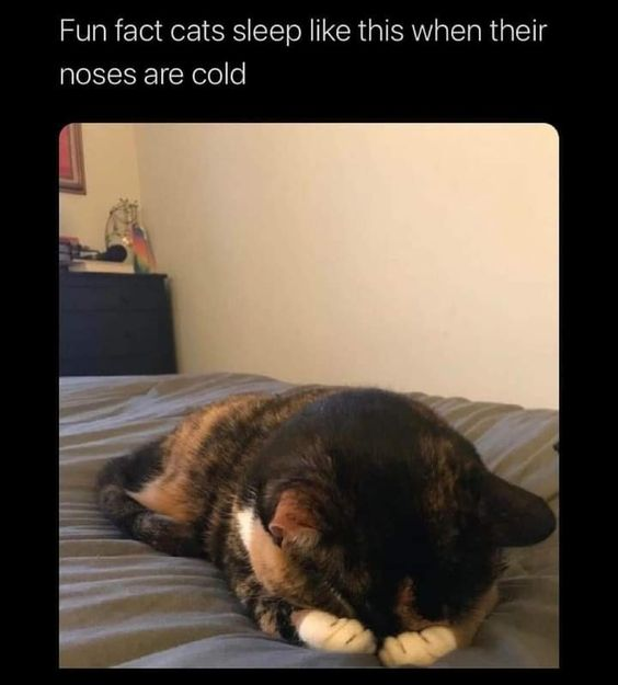 WholesomeMeme's tweet photo. https://t.co/FswnrTzDWw