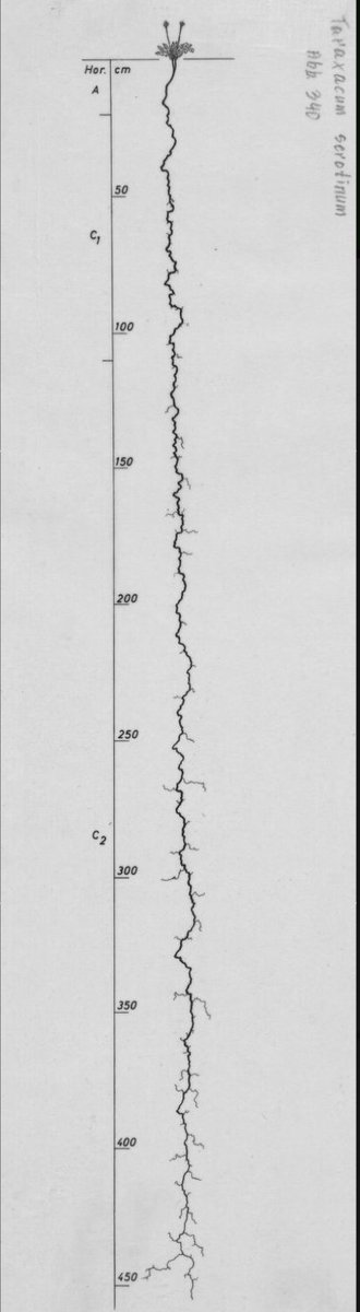 spacedflashes's tweet photo. some people use psychedelics to 'expand their experience' or 'find meaning', but I just browse plant root databases
https://t.co/eOwNozAFxo https://t.co/pG1TYUdILd
