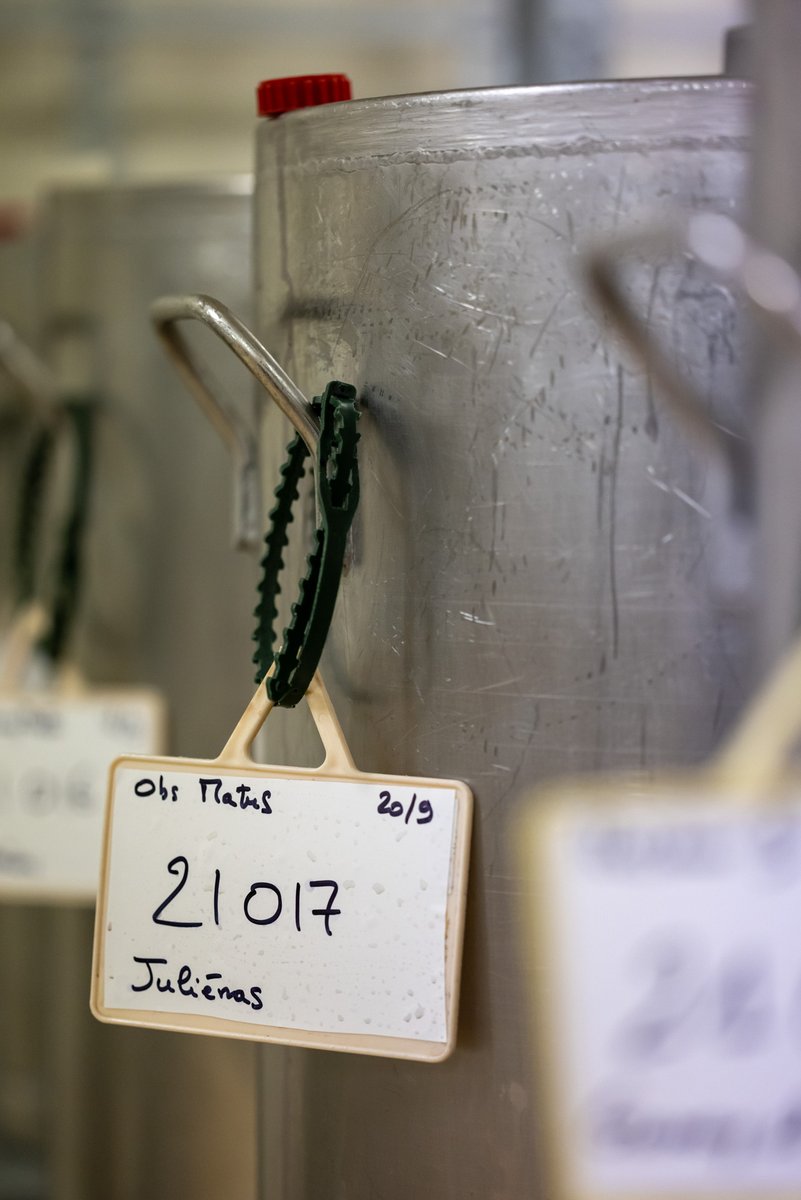 🔎 RECHERCHE 🔎
Sur le domaine expérimental de la Sicarex - IFV en Beaujolais, les vignes comptent + de 50 variétés vinifiées en mini-cuves de 40kg. 
🏰 Château de l'Eclair
🔎 <a href="/SicarexBjls/">Sicarex Beaujolais</a> 
📸 Vins du Beaujolais / Studio BaAlt

#beaujolais #recherche #oenologue