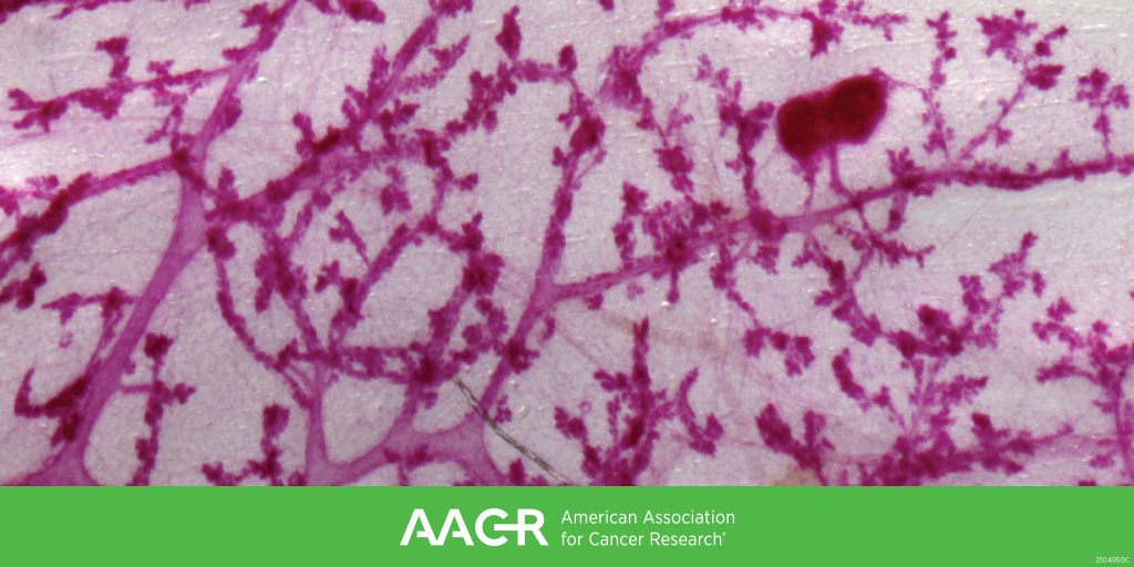 AACR tweet media