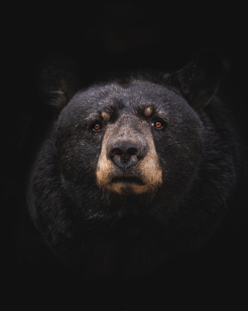 Hopefully everyone's week is as amazing as this picture of a black bear.

📸 - Marc-Olivier Jodoin