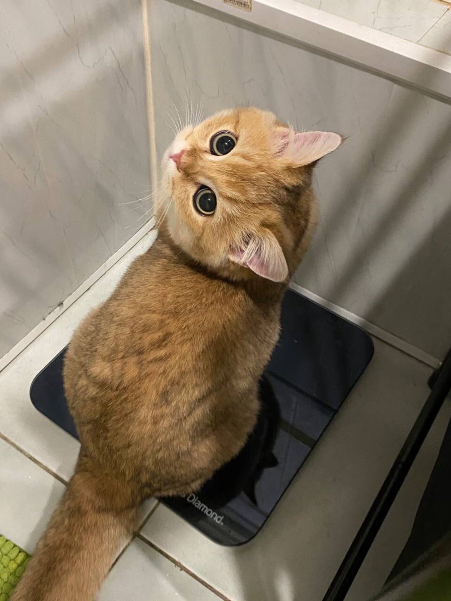 pyrokinezis's tweet photo. KOTYENOK RA 🐈 https://t.co/utQSYvShr4