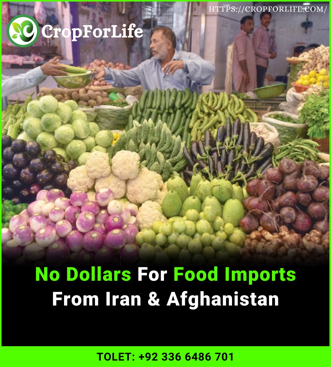 cultivation_ag's tweet photo. Food importers, especially vegetables, from Afghanistan and Iran have been relying on grey market to make payments since they are not allowed to buy dollars from banks or exchange companies.
#cropforlife #foodimport #dollars #Afghanistan #Iran Rs 522 #بیہودہ_بل_واپس_لو Tarbooz https://t.co/XxeEynGifj