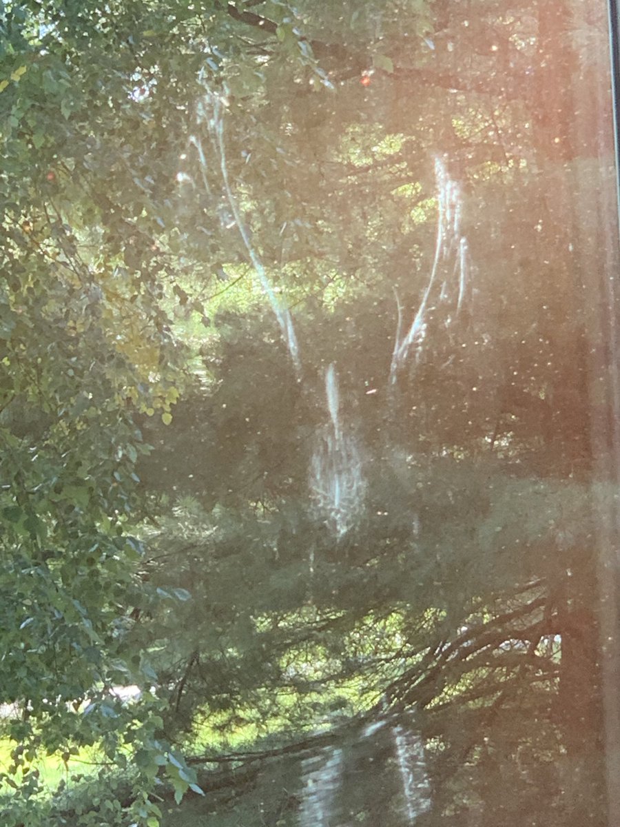 TorchSinger's tweet image. When bird meets window. (It flew away)