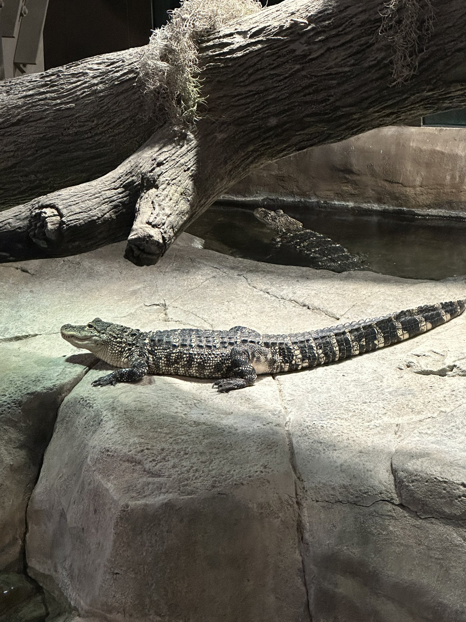 United launch alligator ula on twitter rt gatorsdaily gotta visit