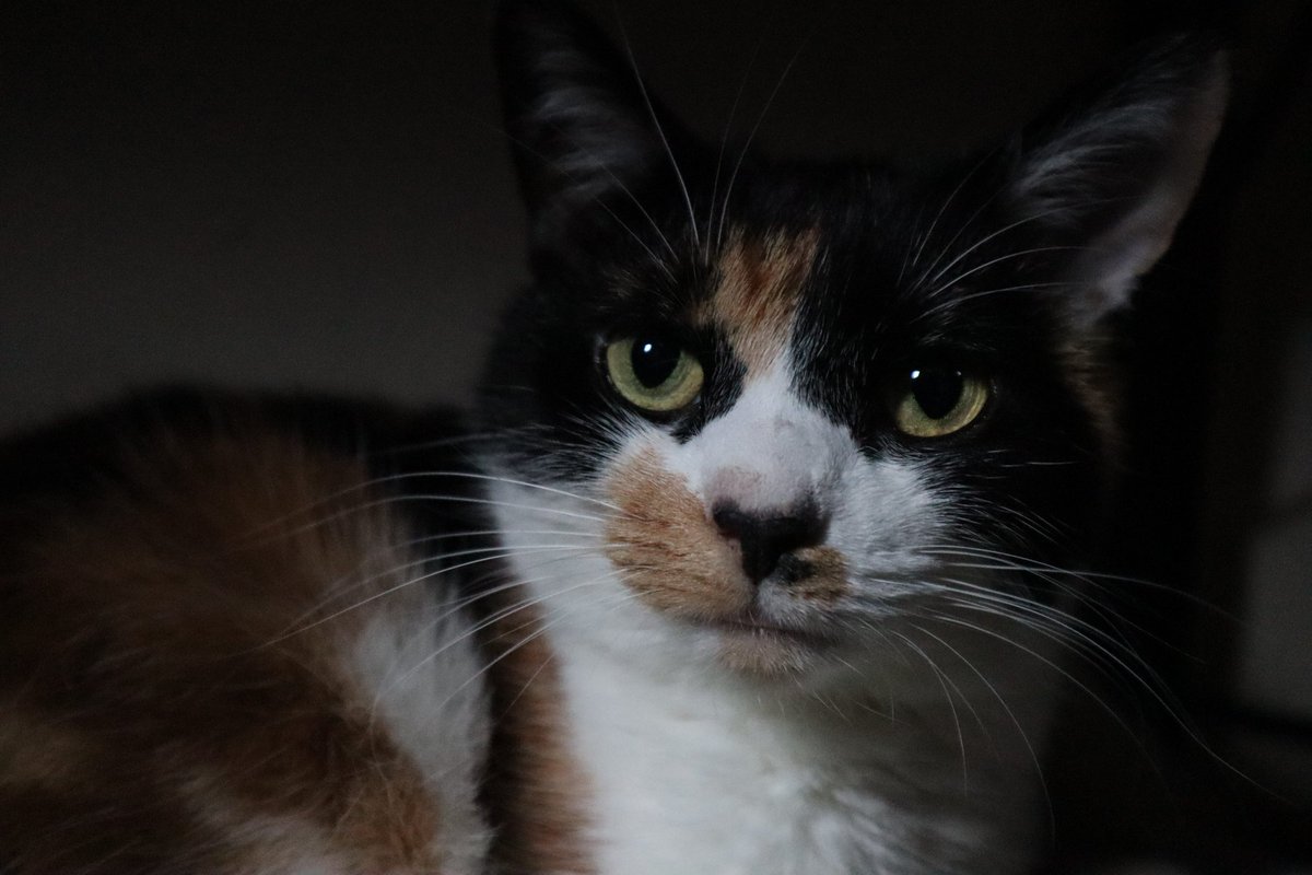 moofiemakes's tweet photo. I have a lot of cats, and as many owners say, they are all beautiful. But this one. This baby is just perfect https://t.co/opGY2LAMY1