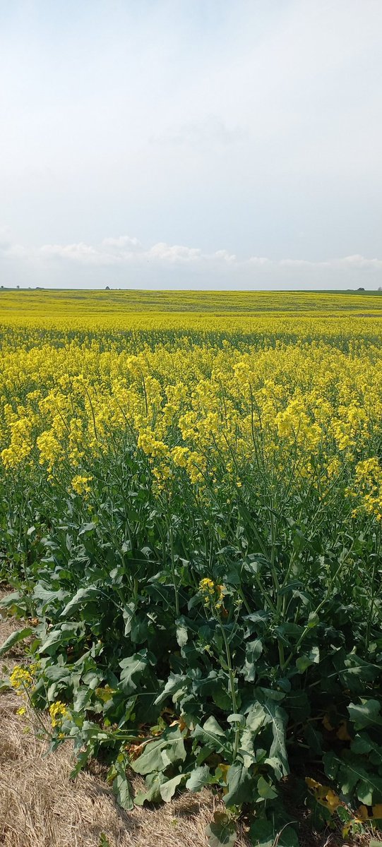 Canola invernal , muy buen potencial , también esperando agua