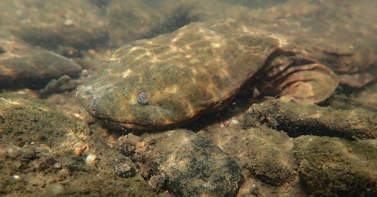 Allegheny #GOLD... productive artificial nest boxes in western #Pennsylvania, one of the #hellbender strongholds in North America