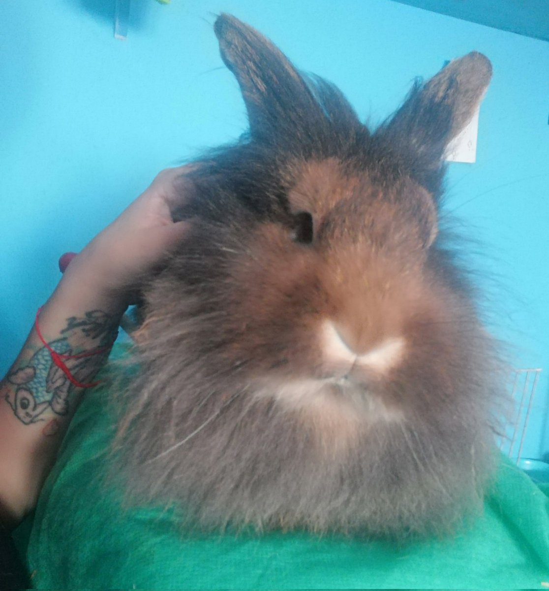 AndyBloom79's tweet photo. Mi melena de oro.
#conejos #conejo #rabbit #rabbits #lionheadbunny #lionheadrabbit #lionhead #Misha #BunnyMom #bunnylove #cabezaDeLeon https://t.co/6vlfJk4CFW