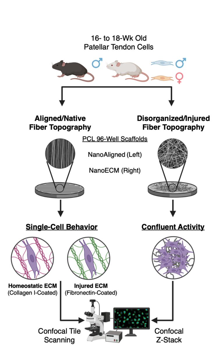 Jason C. Marvin, PhD (he/they) 🏳️🌈🇹🇼 (@jasoncmarvin) on Twitter photo Excited to share our latest <a href="/NAP_Lab/">AndarawisPuri_Lab</a> preprint investigating the role of sexual dimorphism in tendon regeneration!
Using scarless healing-associated metrics, we find that super-healer MRL/MpJ tendon cells display a universal regenerative phenotype 🧫🐁🔬
biorxiv.org/content/10.110… Excited to share our latest <a href="/NAP_Lab/">AndarawisPuri_Lab</a> preprint investigating the role of sexual dimorphism in tendon regeneration!
Using scarless healing-associated metrics, we find that super-healer MRL/MpJ tendon cells display a universal regenerative phenotype 🧫🐁🔬
biorxiv.org/content/10.110…