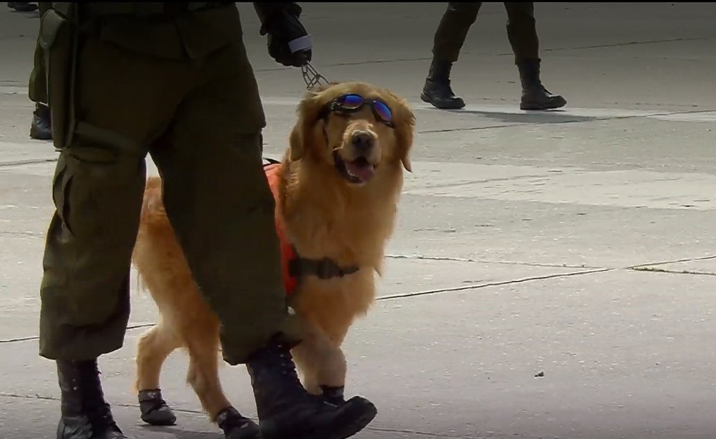 CarolinaAMS's tweet photo. #ParadaMilitar2022 
Perritosssssss 😍🐾🐕‍🦺🐶🦮 https://t.co/mpBYpDiocP