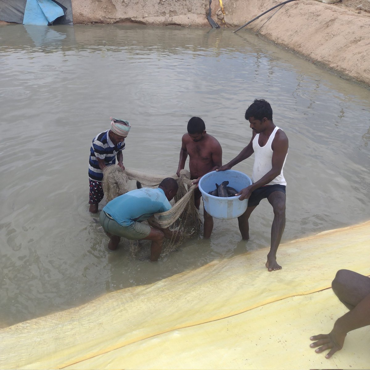 Bcoz of its highly perishable nature, we lose lot of fish btwn Harvest and Consumers purchase.

It is estimated to be 35%

#foodloss
#seafood #fish #postharvest